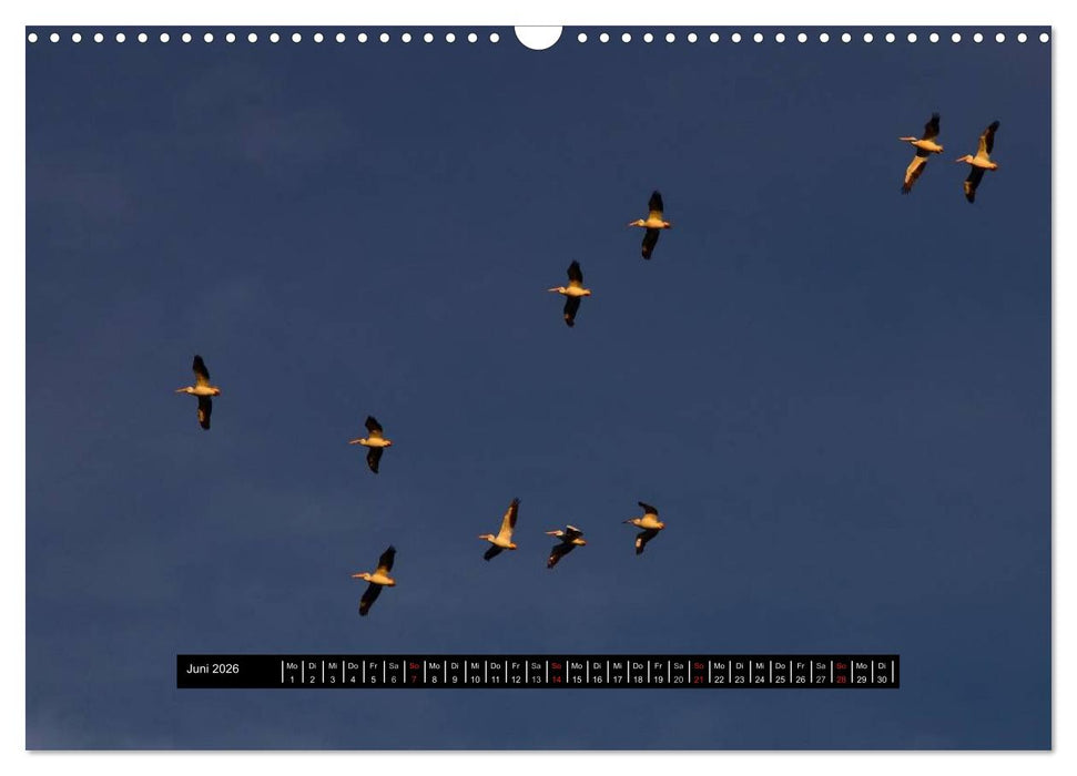 Florida Impressionen (CALVENDO Wandkalender 2026)