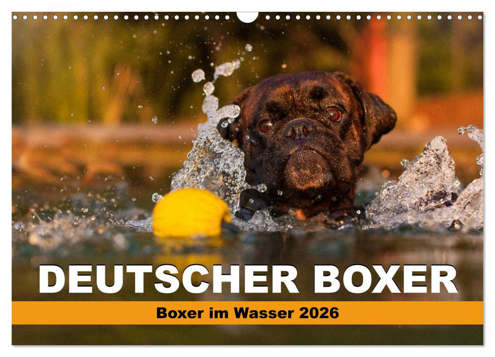 Deutscher Boxer - Boxer im Wasser 2026 (CALVENDO Wandkalender 2026)