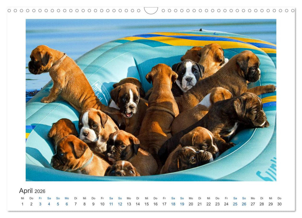Deutscher Boxer - Boxer im Wasser 2026 (CALVENDO Wandkalender 2026)
