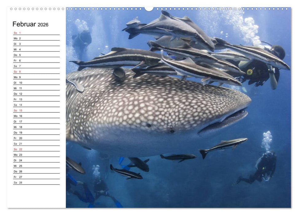 Tauchen - Abenteuer in Neptuns Wunderwelt (CALVENDO Wandkalender 2026)