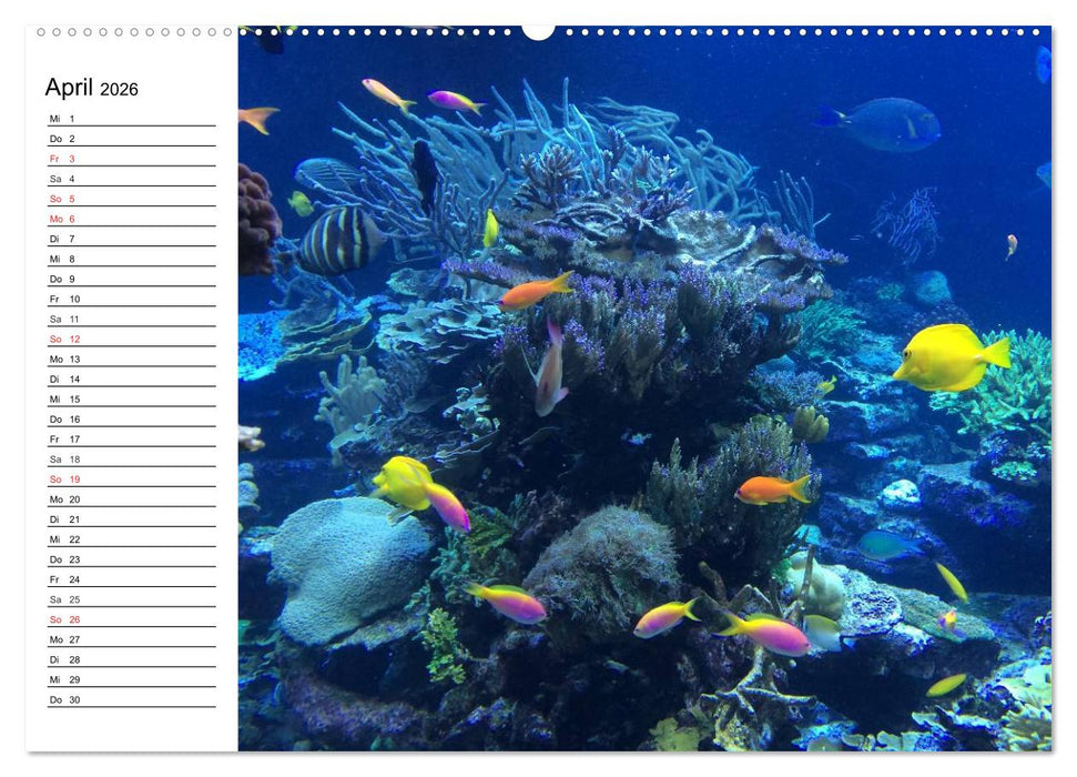 Tauchen - Abenteuer in Neptuns Wunderwelt (CALVENDO Wandkalender 2026)