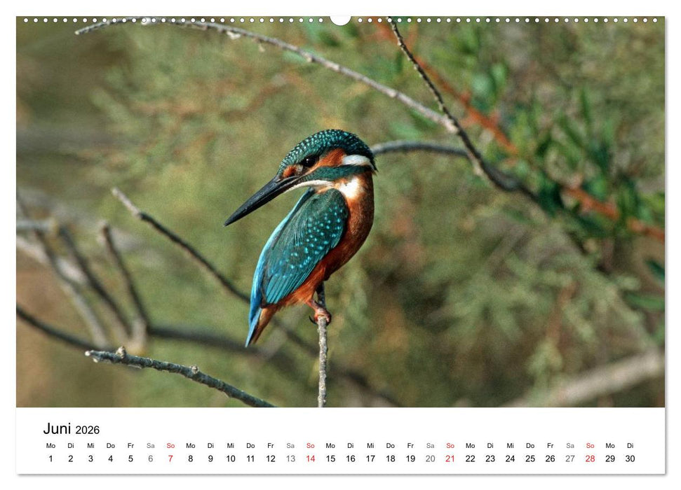 Heimische Tierwelt (CALVENDO Premium Wandkalender 2026)