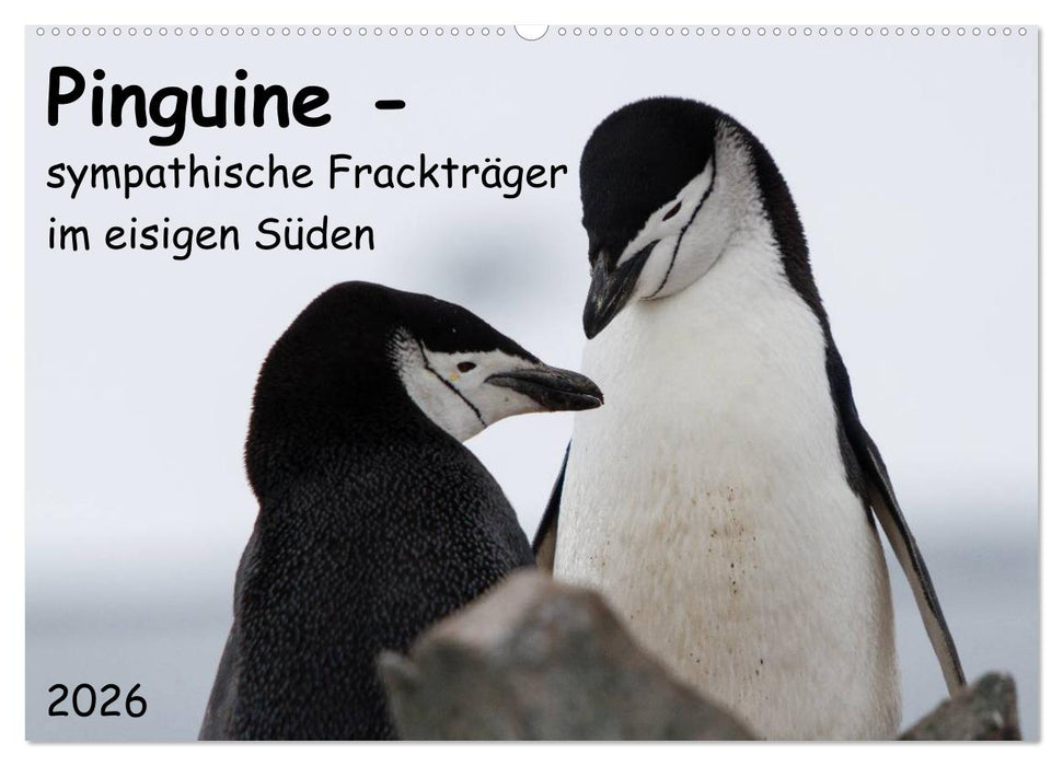 Pinguine - sympathische Frackträger im eisigen Süden (CALVENDO Wandkalender 2026)