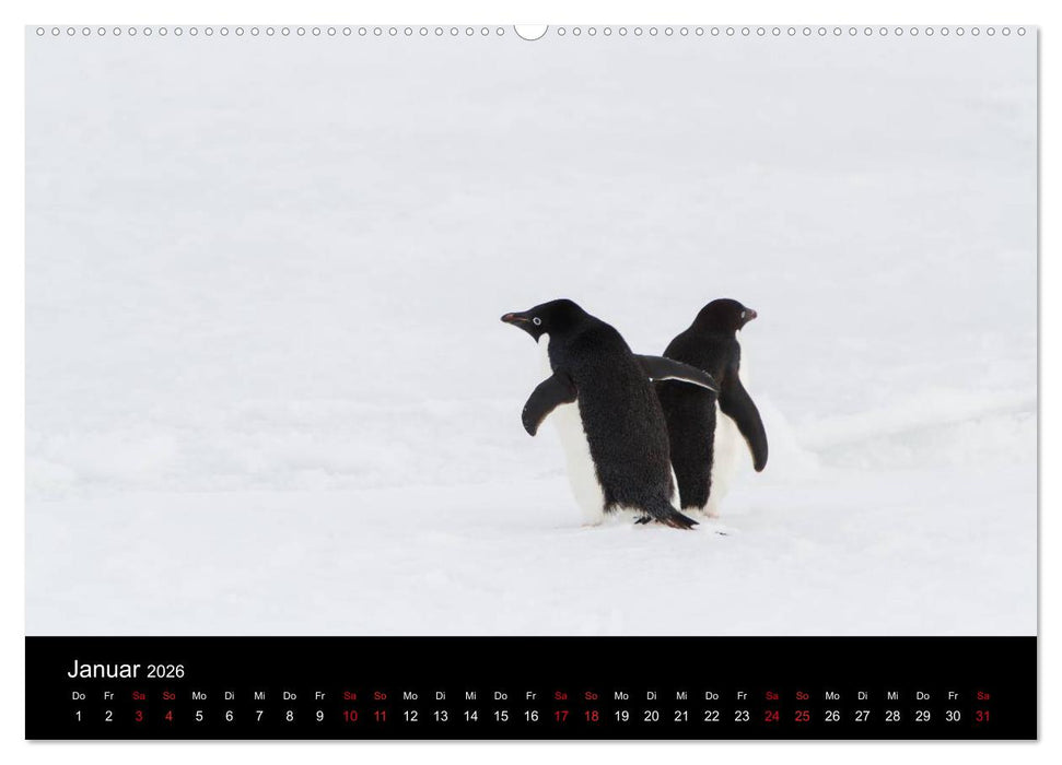 Pinguine - sympathische Frackträger im eisigen Süden (CALVENDO Wandkalender 2026)