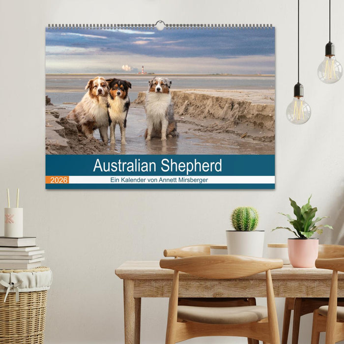 Australian Shepherd 2026 (CALVENDO Wandkalender 2026)