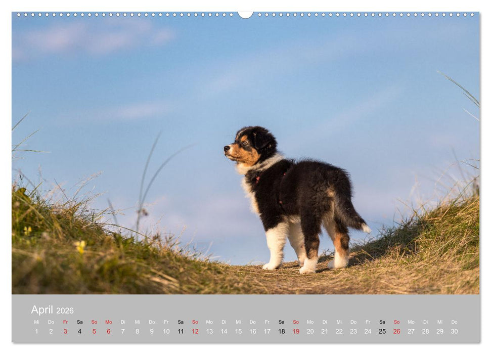 Australian Shepherd 2026 (CALVENDO Wandkalender 2026)
