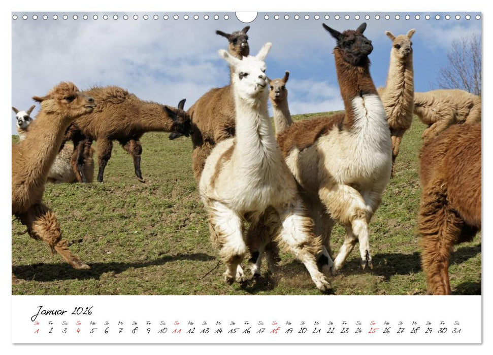 DIE LAMAS VON DER LAHN (CALVENDO Wandkalender 2026)