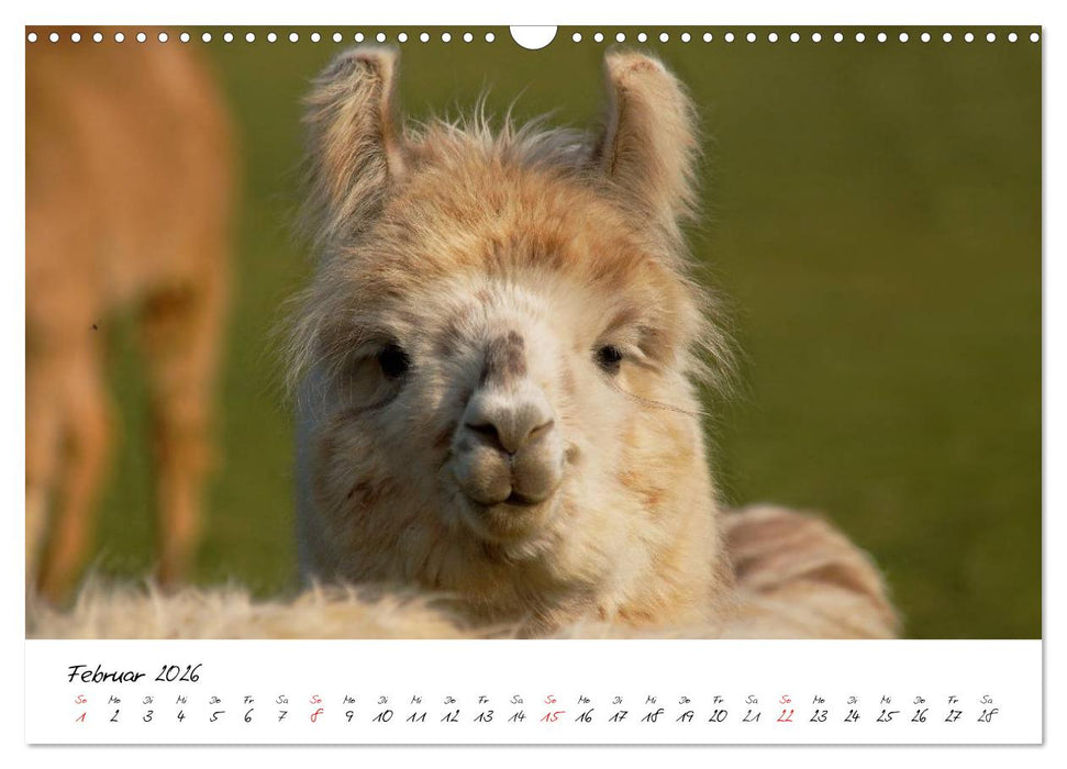 DIE LAMAS VON DER LAHN (CALVENDO Wandkalender 2026)