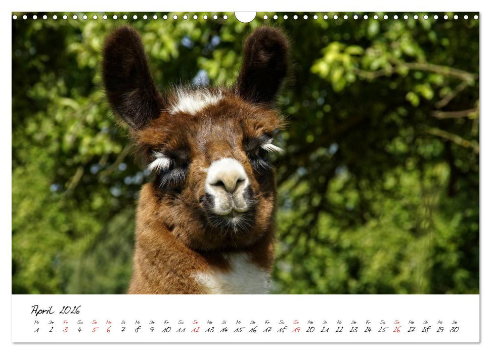 DIE LAMAS VON DER LAHN (CALVENDO Wandkalender 2026)