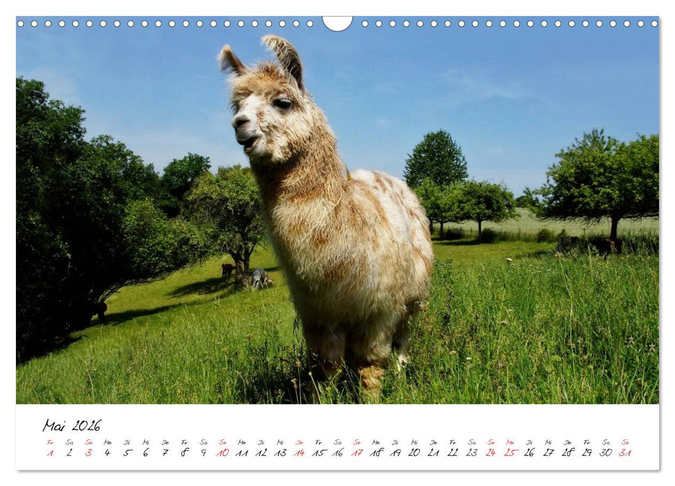DIE LAMAS VON DER LAHN (CALVENDO Wandkalender 2026)