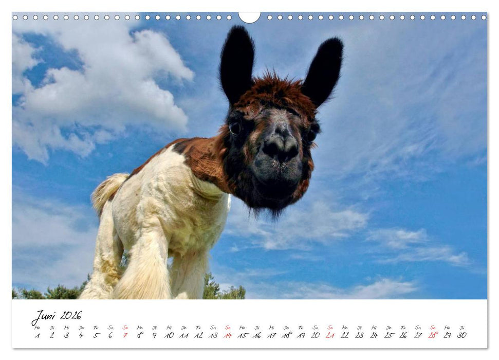 DIE LAMAS VON DER LAHN (CALVENDO Wandkalender 2026)