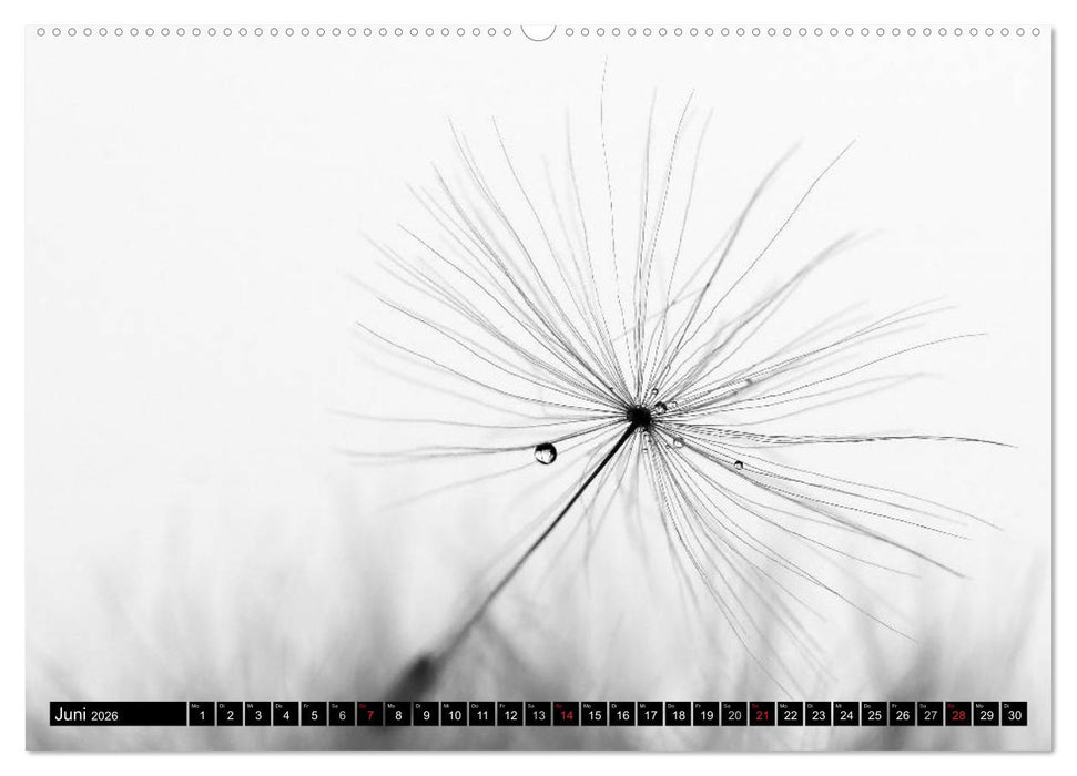 Pusteblume - Impressionen in schwarzweiß (CALVENDO Wandkalender 2026)