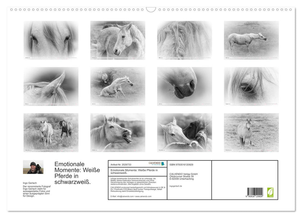 Emotionale Momente: Weiße Pferde in schwarzweiß. (CALVENDO Wandkalender 2026)