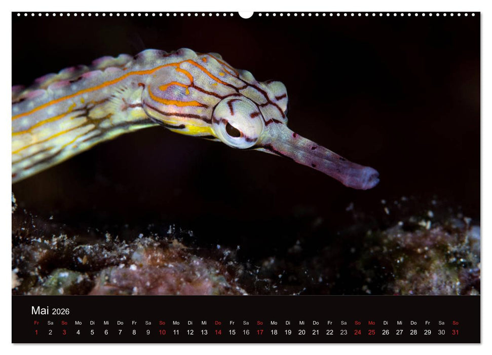 Meerestiere unter der Lupe - Unterwasserkalender (CALVENDO Wandkalender 2026)