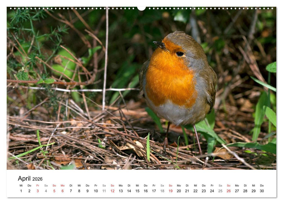 Heimische Tierwelt (CALVENDO Wandkalender 2026)