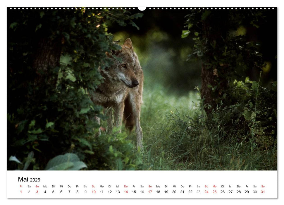 Heimische Tierwelt (CALVENDO Wandkalender 2026)