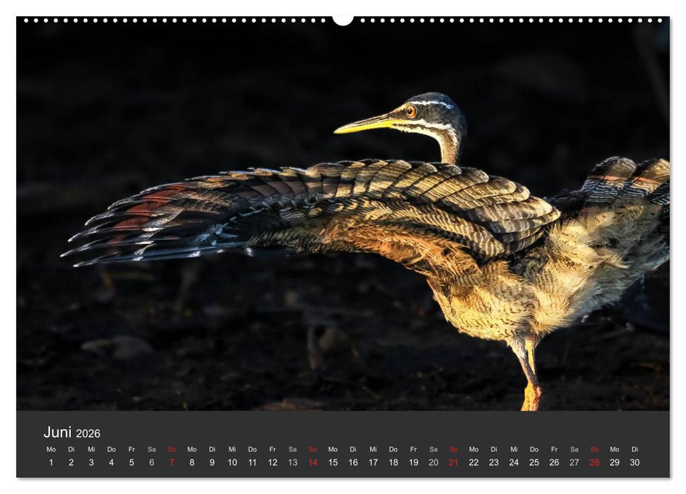 Wildlife Pantanal 2026 (CALVENDO Premium Wandkalender 2026)