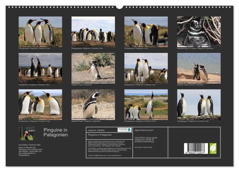 Pinguine in Patagonien (CALVENDO Premium Wandkalender 2026)