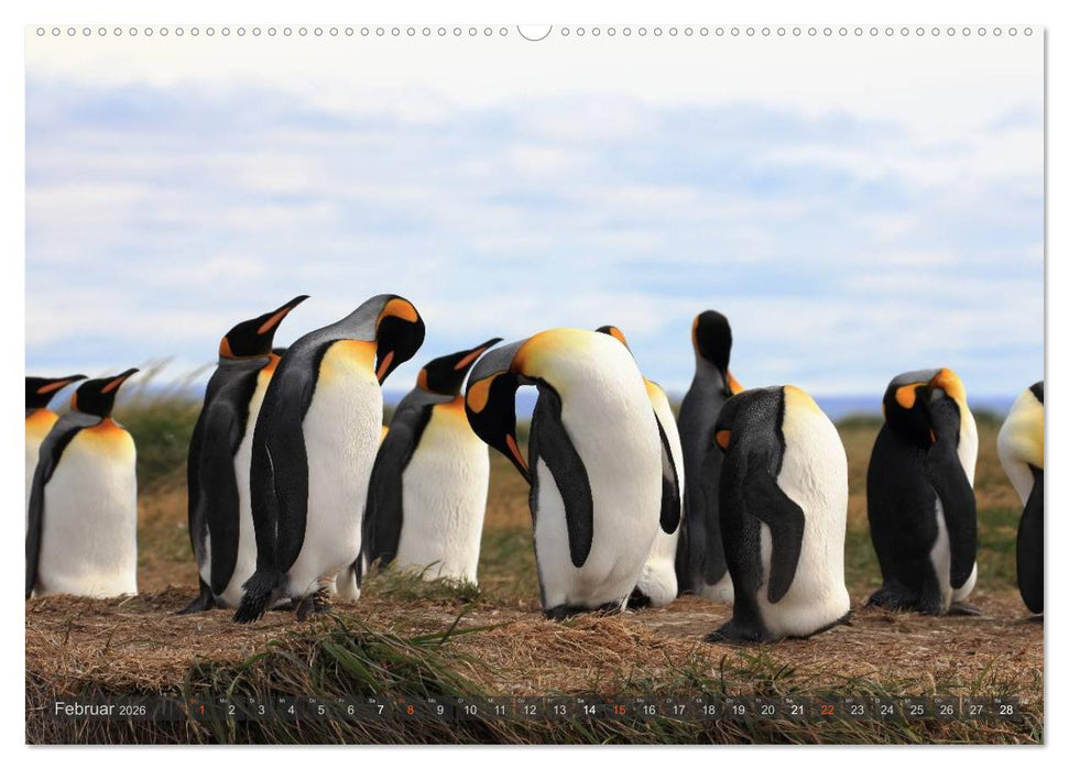 Pinguine in Patagonien (CALVENDO Premium Wandkalender 2026)