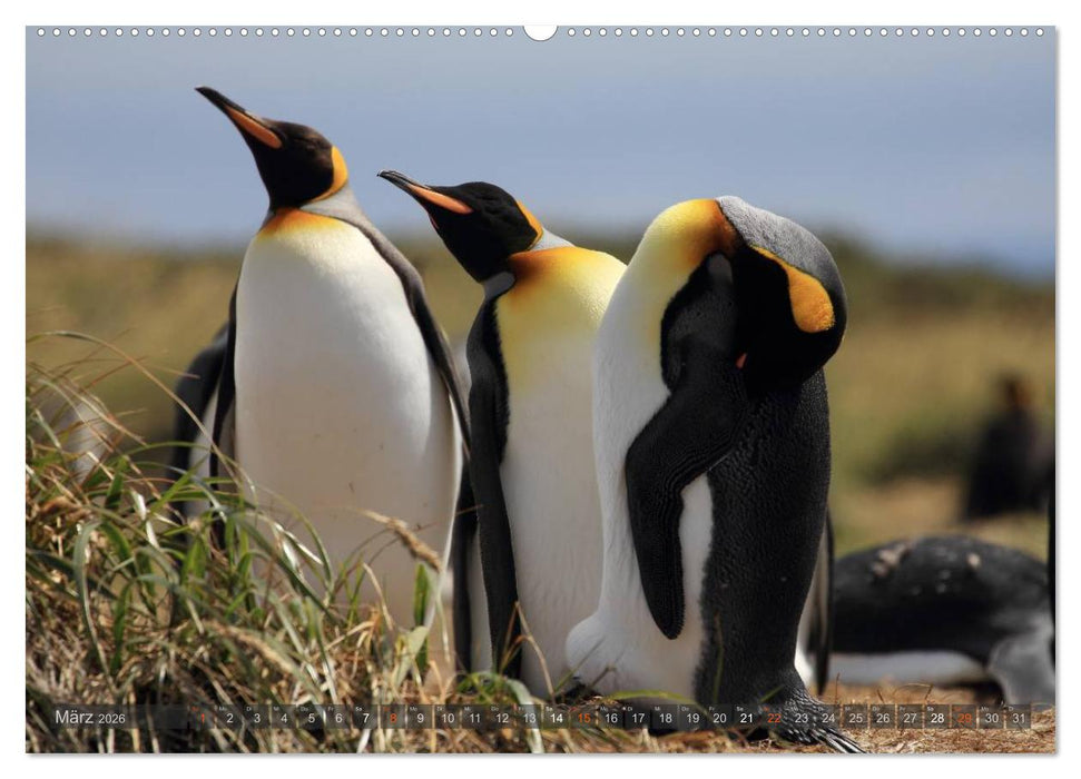 Pinguine in Patagonien (CALVENDO Premium Wandkalender 2026)
