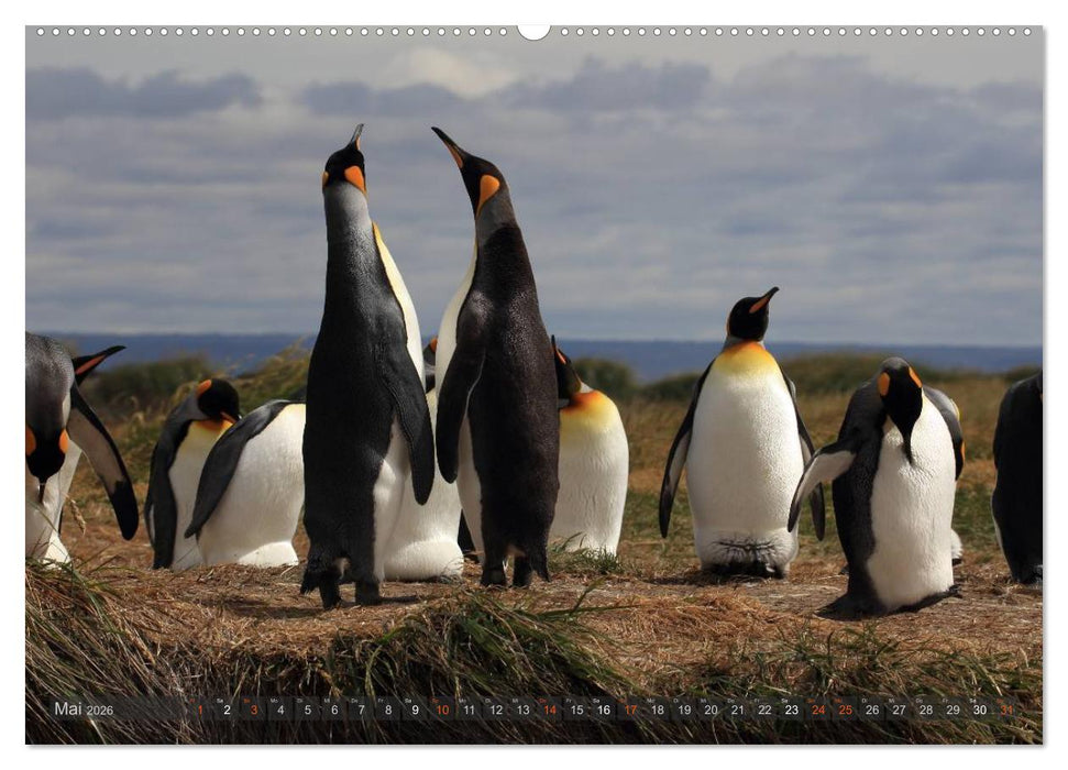 Pinguine in Patagonien (CALVENDO Premium Wandkalender 2026)