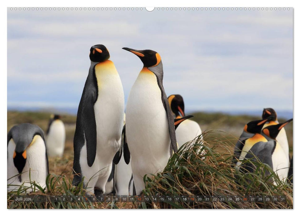 Pinguine in Patagonien (CALVENDO Premium Wandkalender 2026)