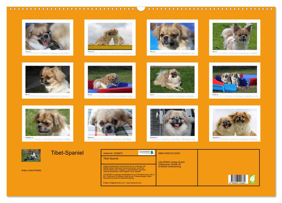Tibet-Spaniel (CALVENDO Wandkalender 2026)