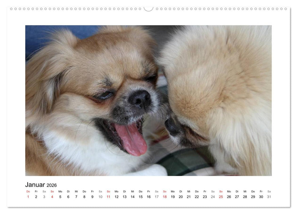 Tibet-Spaniel (CALVENDO Wandkalender 2026)