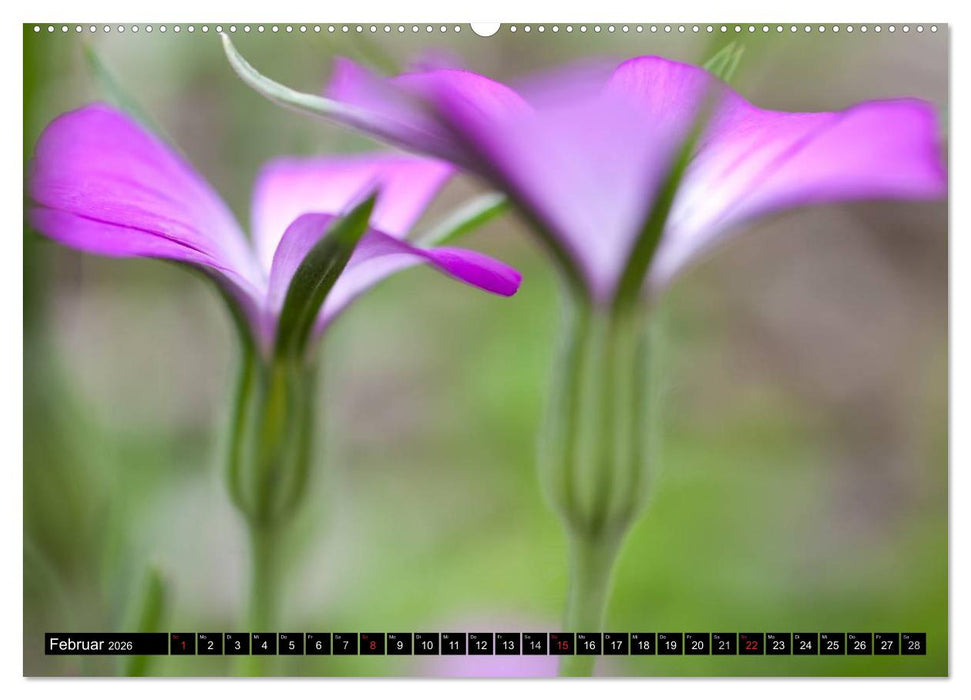 BLUMEN Zauber der Farben und Formen (CALVENDO Premium Wandkalender 2026)