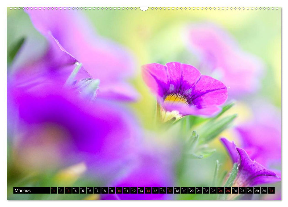 BLUMEN Zauber der Farben und Formen (CALVENDO Premium Wandkalender 2026)