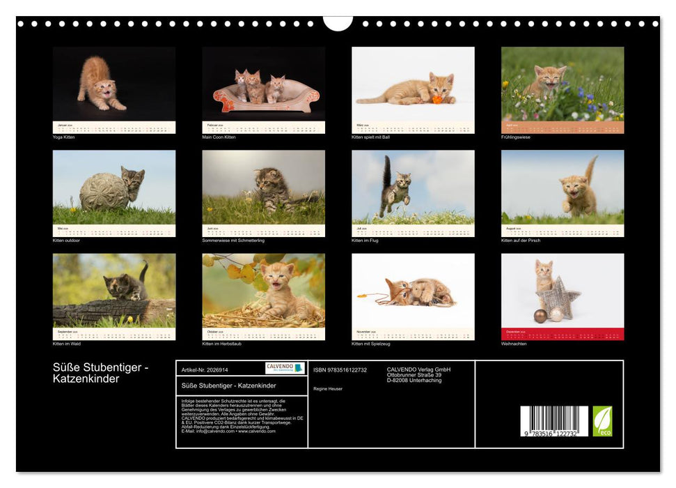 Süße Stubentiger - Katzenkinder (CALVENDO Wandkalender 2026)