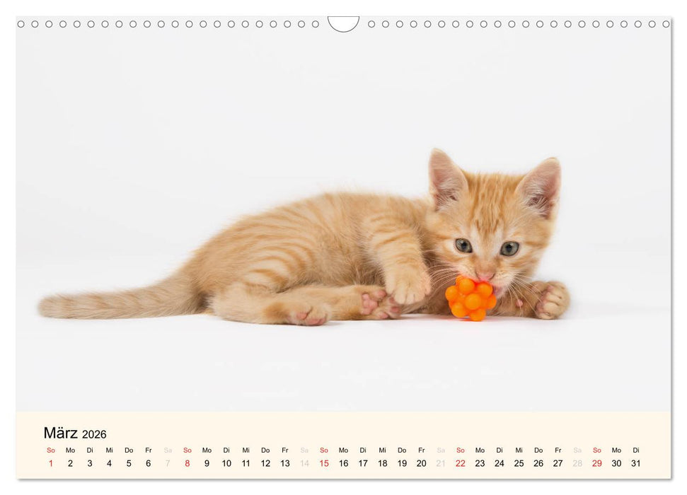 Süße Stubentiger - Katzenkinder (CALVENDO Wandkalender 2026)