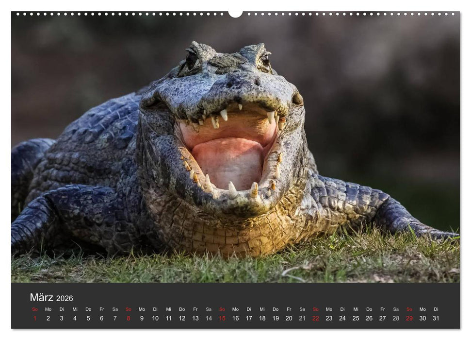 Wildlife Pantanal 2026 (CALVENDO Wandkalender 2026)