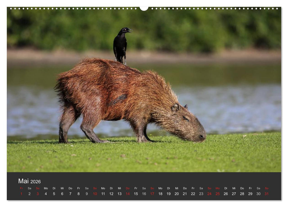 Wildlife Pantanal 2026 (CALVENDO Wandkalender 2026)