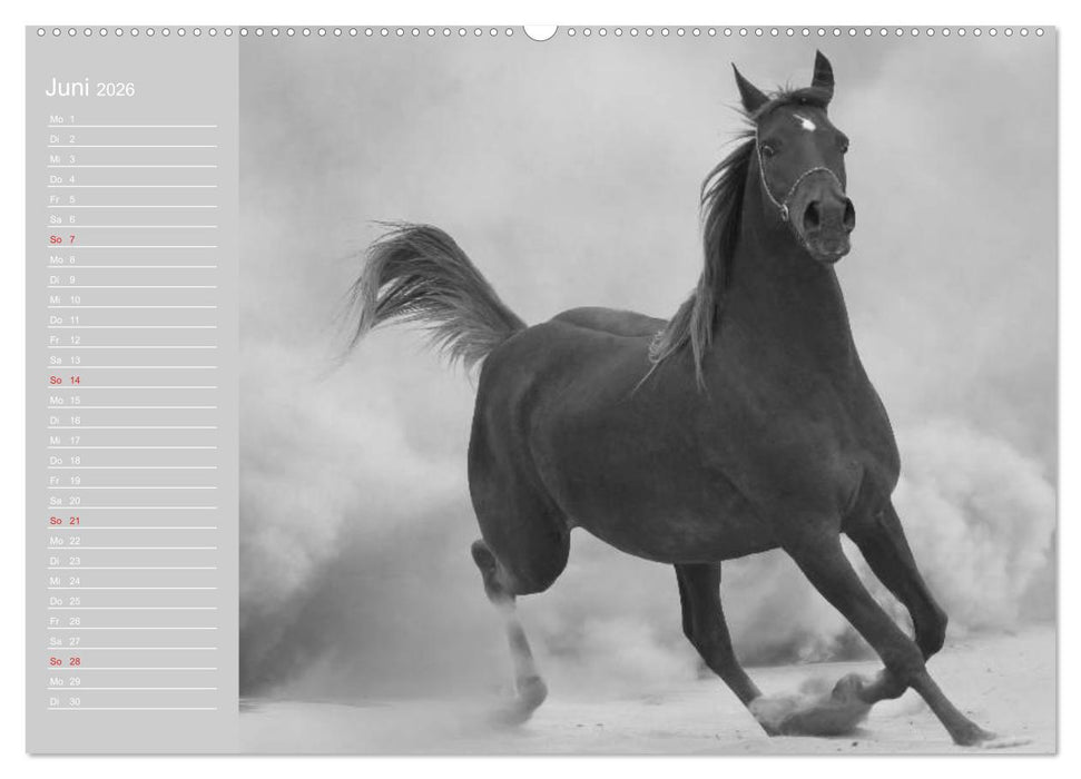 Arabische Pferde (CALVENDO Premium Wandkalender 2026)