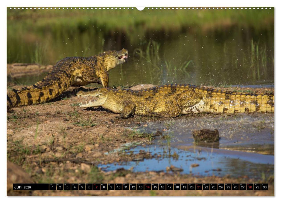 Afrikas wilde Tiere (CALVENDO Premium Wandkalender 2026)