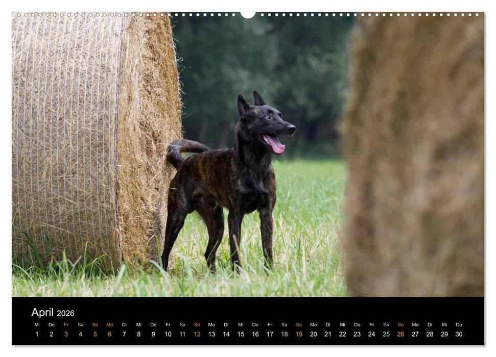 Holländischer Schäferhund (CALVENDO Premium Wandkalender 2026)