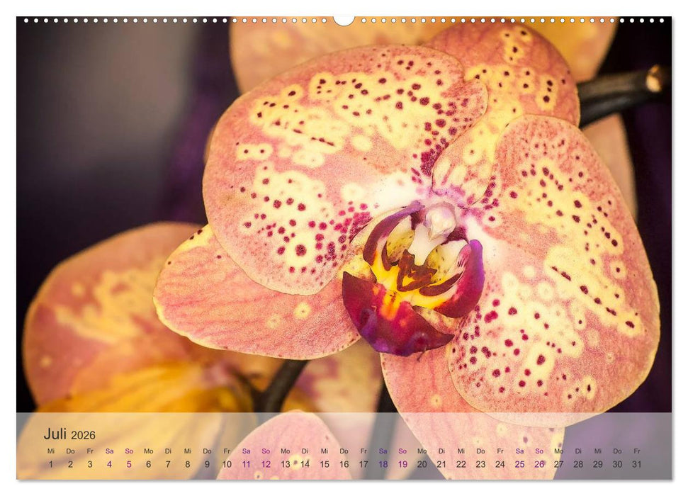 Phalaenopsis - die zauberhafte Welt der Orchideen (CALVENDO Premium Wandkalender 2026)