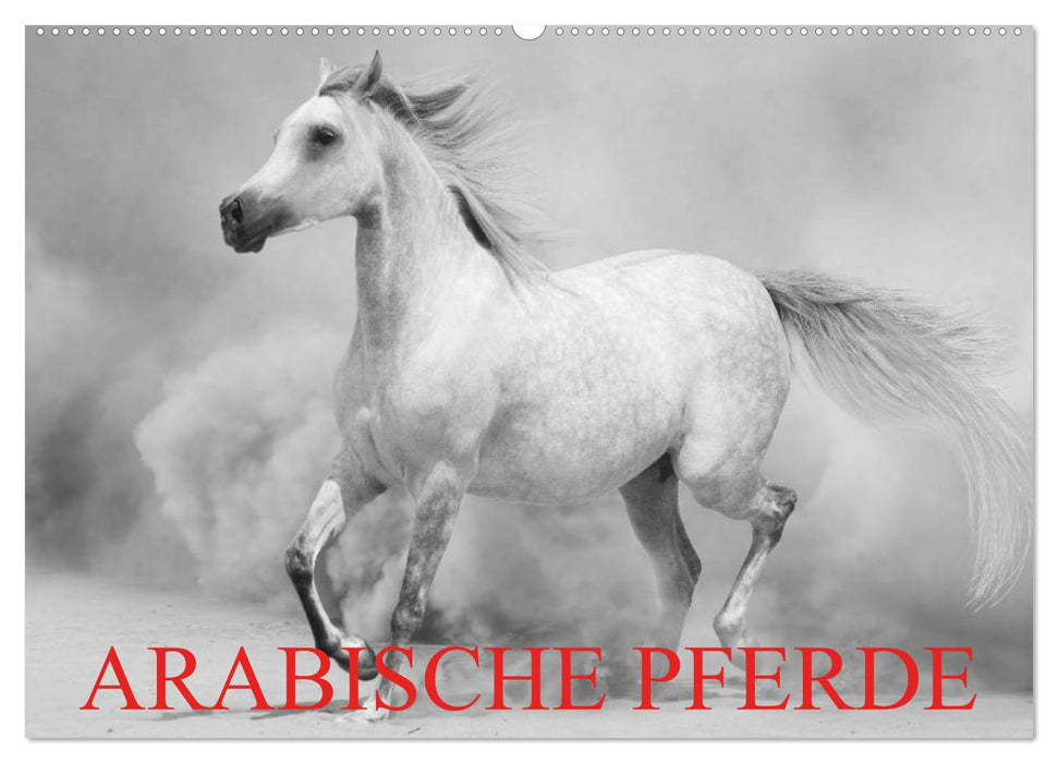 Arabische Pferde (CALVENDO Wandkalender 2026)