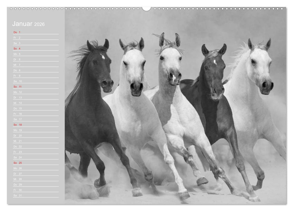 Arabische Pferde (CALVENDO Wandkalender 2026)