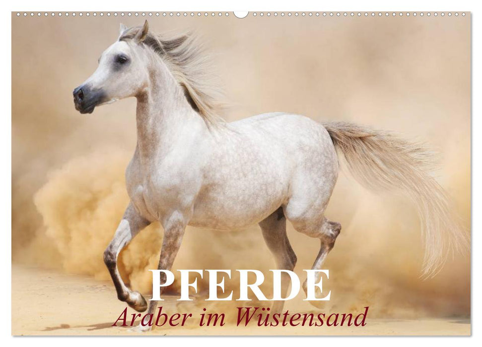 Pferde • Araber im Wüstensand (CALVENDO Wandkalender 2026)