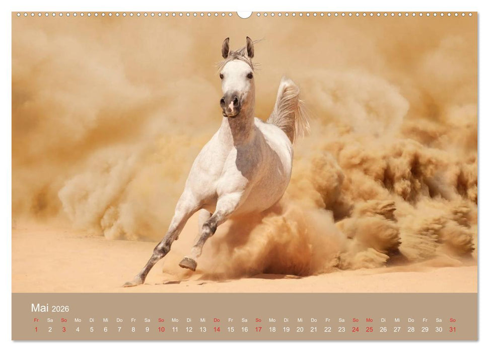 Pferde • Araber im Wüstensand (CALVENDO Wandkalender 2026)