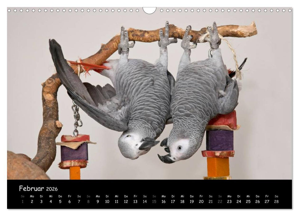 Graupapageien mit Herz (CALVENDO Wandkalender 2026)