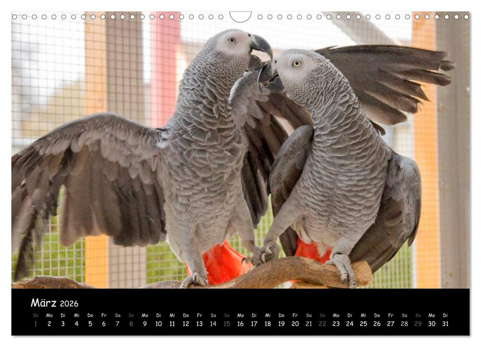 Graupapageien mit Herz (CALVENDO Wandkalender 2026)