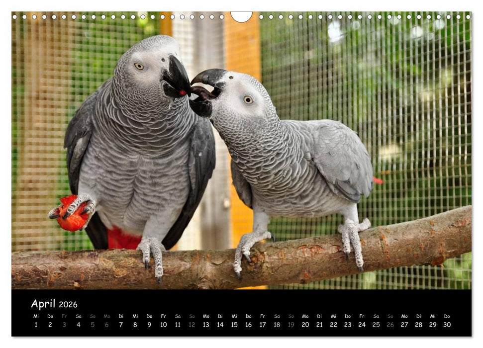 Graupapageien mit Herz (CALVENDO Wandkalender 2026)