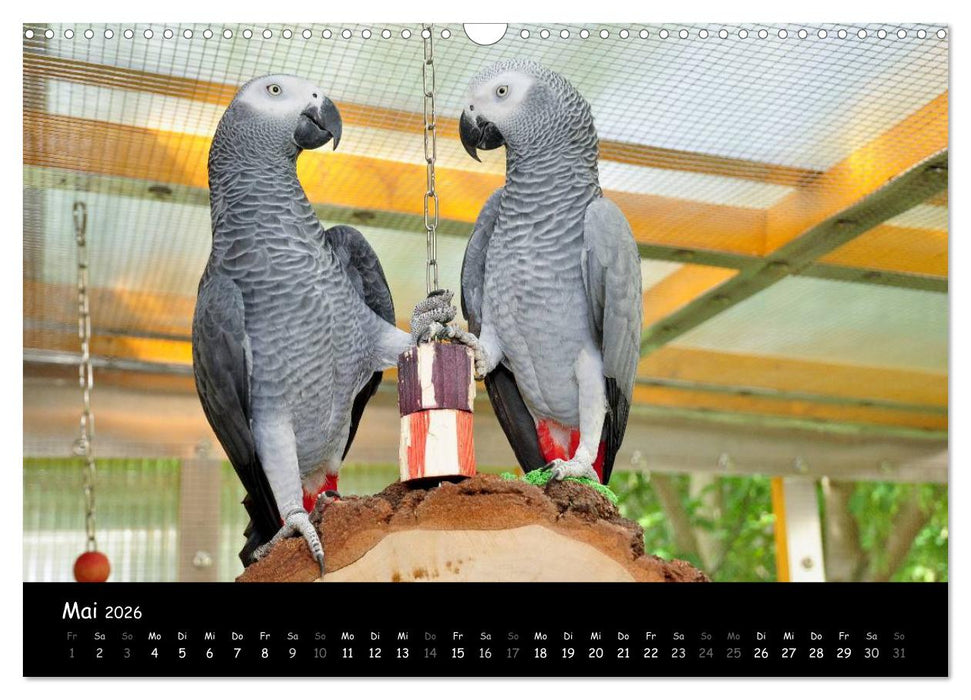 Graupapageien mit Herz (CALVENDO Wandkalender 2026)