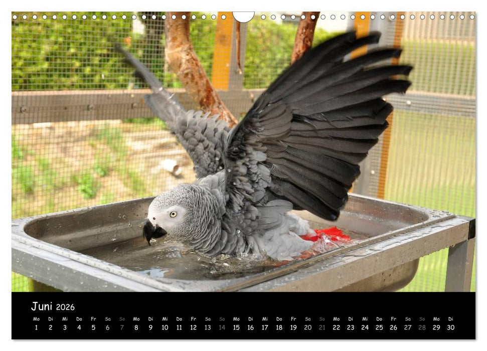 Graupapageien mit Herz (CALVENDO Wandkalender 2026)