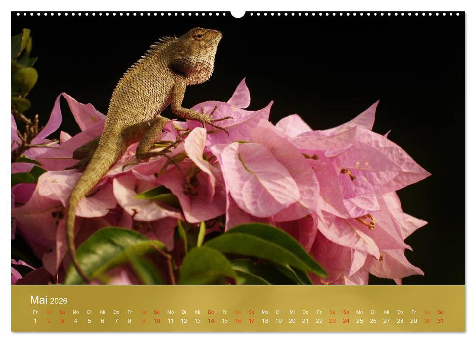 Agamen - Echsen aus der Urzeit (CALVENDO Premium Wandkalender 2026)