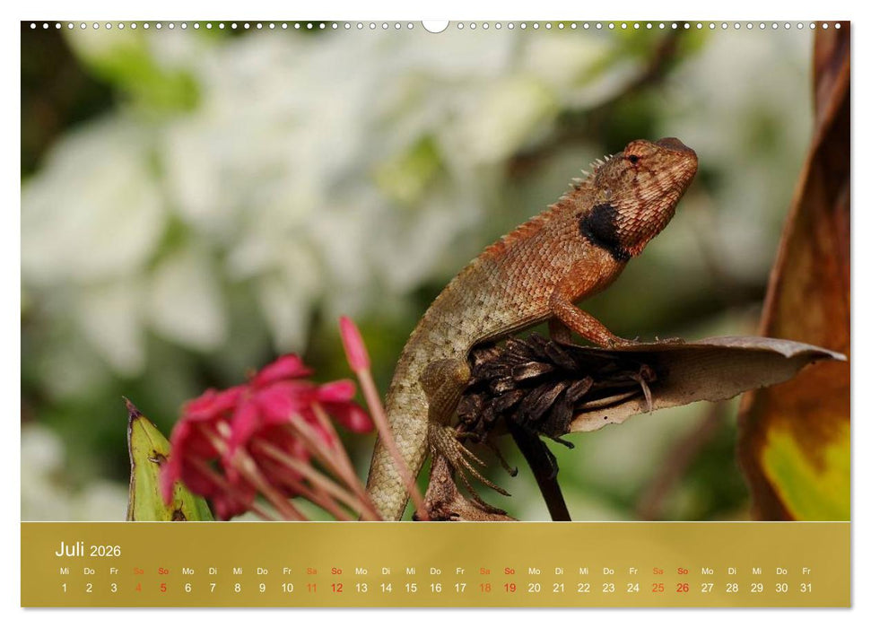 Agamen - Echsen aus der Urzeit (CALVENDO Premium Wandkalender 2026)