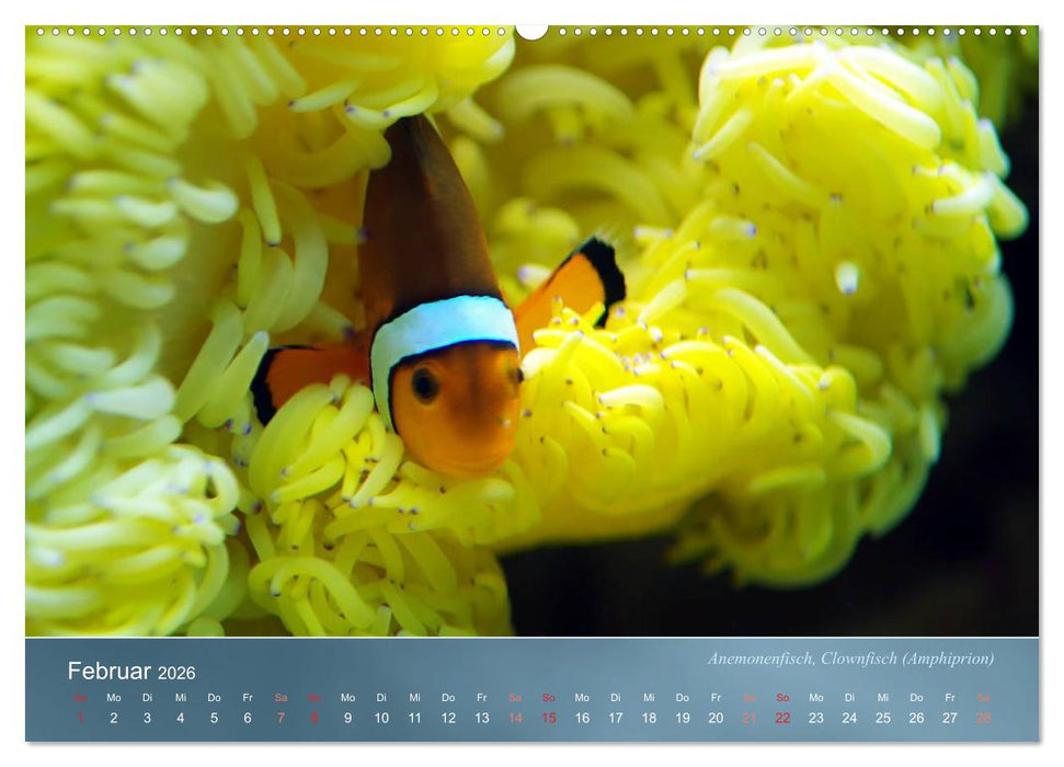 Riffbewohner - Bunte Fische, Anemonen und noch viel mehr (CALVENDO Premium Wandkalender 2026)